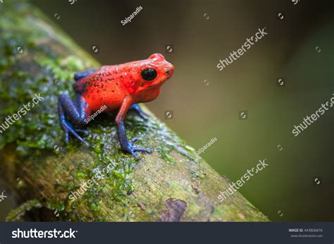 557 Strawberry poison dart frog Images, Stock Photos & Vectors ...