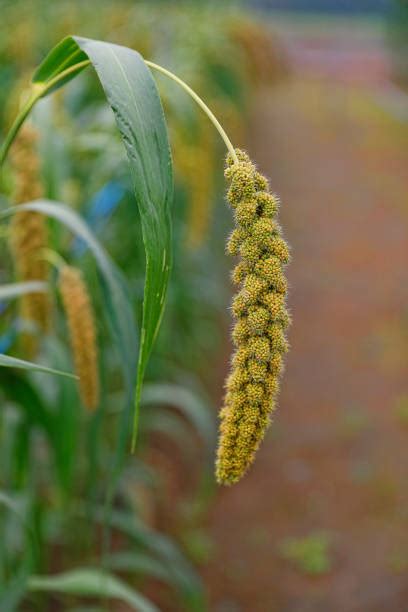 90+ Farmer Harvesting Millet Crop Stock Photos, Pictures & Royalty-Free ...