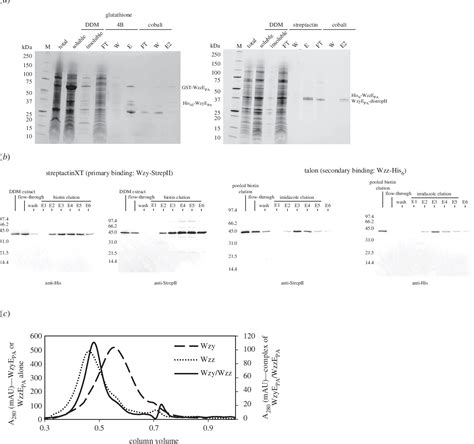 Figure 1 From The Lipid Linked Oligosaccharide Polymerase Wzy And Its Regulating Co Polymerase