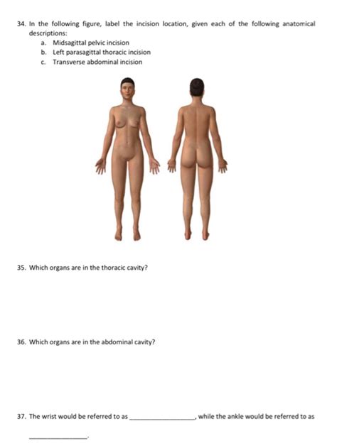 Solved 34 In The Following Figure Label The Incision Chegg