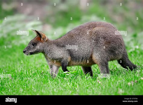 Swamp Wallaby Wallabia Bicolor Native To Australia Captive Germany