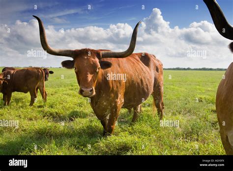 Texas Longhorn Cattle Stock Photo - Alamy