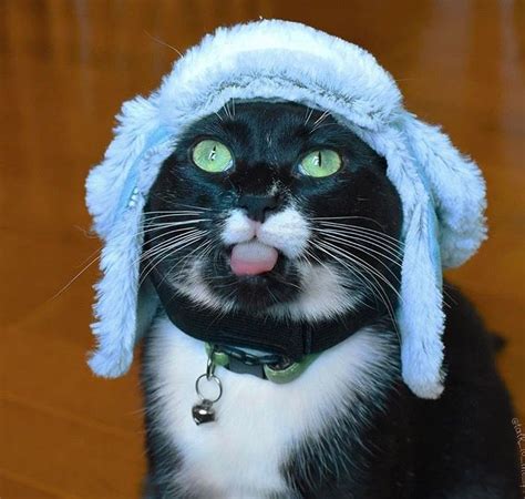 Cat With Funny Hat