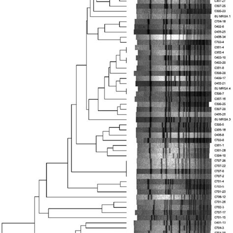 Dendrogram Of Pfge Smai Digested Chromosomal Dna Profiles Of Mrsa