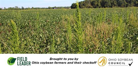 Molecular Herbicide Resistance Testing Is Bad News For Weeds Ohio Ag Net Ohio S Country Journal