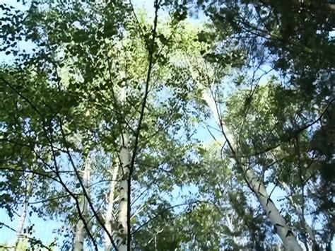 Outdoor Fucking Of Beautiful Cute Brunette Teen