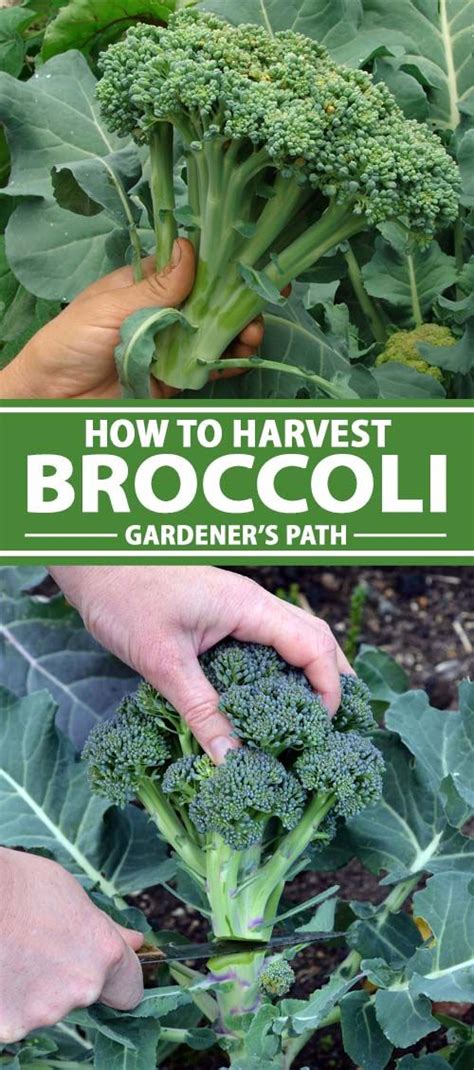 When And How To Harvest Broccoli Gardeners Path Harvesting