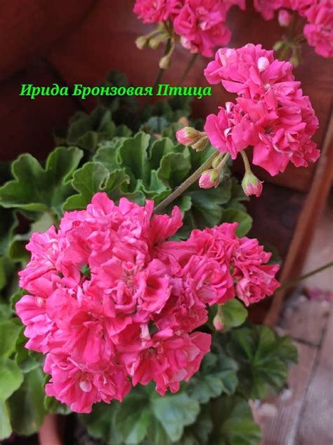 Герань Ирида Бронзовая Птица