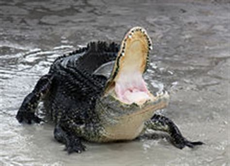 American alligator - Wikipedia