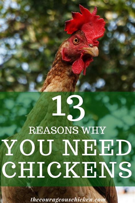 A Chicken With The Words 13 Reasons Why You Need Chickens