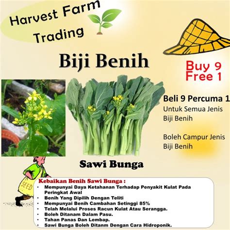 Benih Sawi Bunga 200Pcs+- biji bibit sawi hijau sayur sayuran pelbagai ...