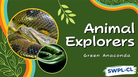 Animal Explorers Green Anacondas Youtube