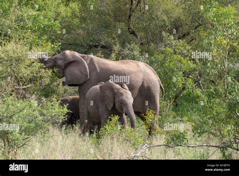 Kruger National Park, Mpumalanga, South Africa Stock Photo - Alamy