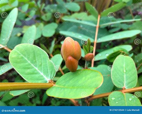 Senna Alata It Also Known As Emperor S Candlesticks 1 Candle Bush 2