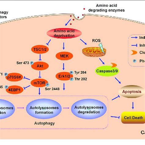 Schematic Illustration Of The Cytoprotective Role Of Autophagy In The