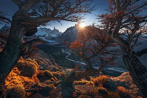 Elements Of Life Pyrography By Max Rive Fine Art America