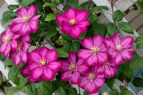 How To Grow Clematis Pugh S Garden Centres