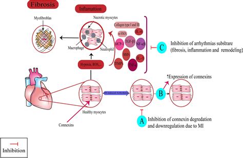 Frontiers Mechanism Based Targeting Of Cardiac Arrhythmias By