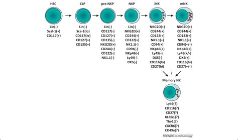 Location And Cellular Stages Of Natural Killer Cell Development Trends In Immunology