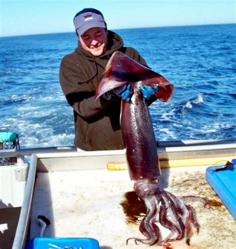 Humboldt Squid – "OCEAN TREASURES" Memorial Library