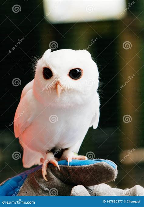 Baby Owl Black And White