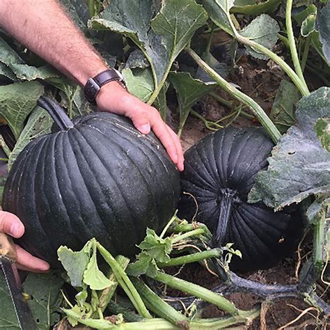 Dark Night F1 Hybrid Pumpkin Dpseeds