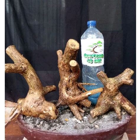 Jual Tiga Bahan Bonsai Wahong Gunung Dongkelan Karakter Cakep Bisa