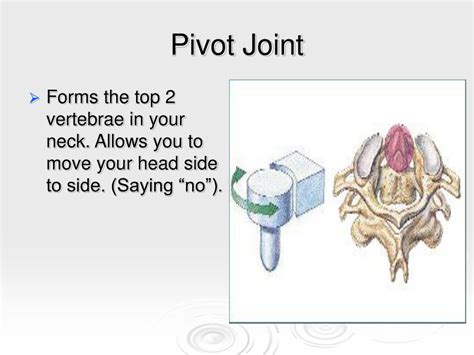 Ppt Bones Powerpoint Presentation Free Download Id5390290