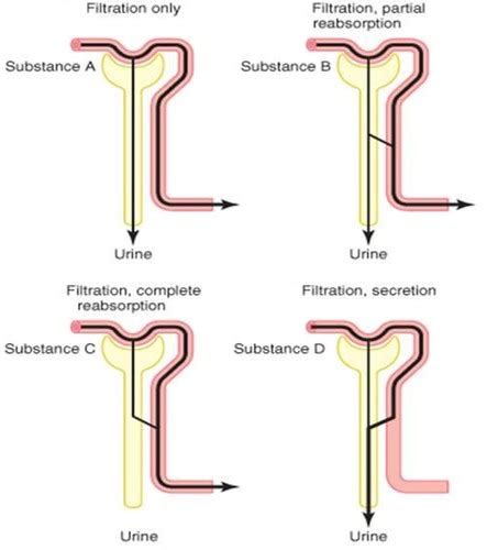 Anatomy Physiology II Tubular Function Dr Jones Flashcards Quizlet