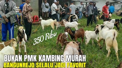 Kambing Harga Rb Pasar Bangunrejo Lampung