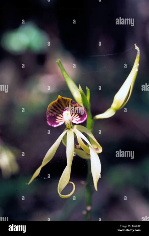 Black Orchid The National Flower Of Belize Stock Photo Alamy