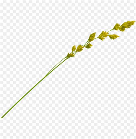 Free Download Hd Png Vector Free Download Hay Straw Clipart Hay Straw