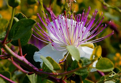 Caper Plant