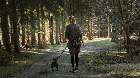 Gesteigerte Aggressivit T Und Selbstverst Mmelung F R Hunde T Dlich