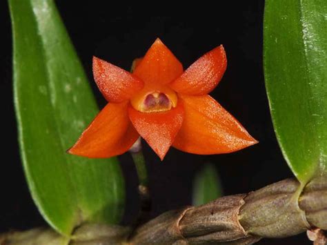 Dendrobium Jacobsonii Eerika Schulz Flickr