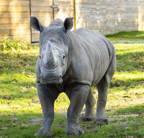 Southern White Rhinoceros - Potawatomi Zoo