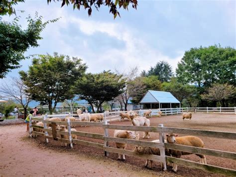 부산 근교 가볼만한곳 울산 양떼목장 승마체험 언양 포니랜드 네이버 블로그