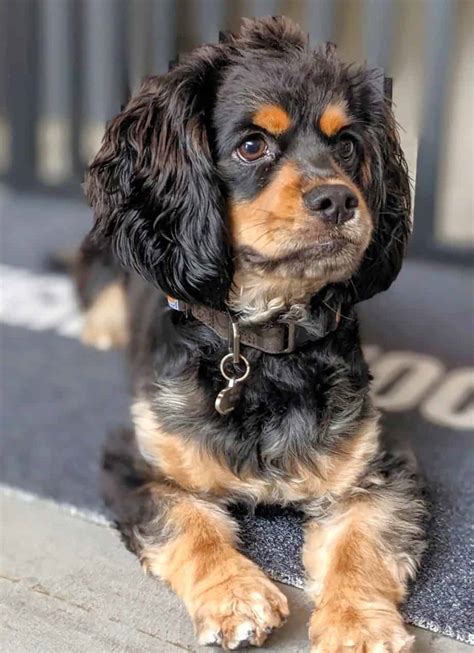 Cocker Spaniel Dachshund Mix (Docker Dog) Facts & Pictures