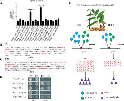 Pdf Comparative Transcriptome Profiling Reveals Two Wrky