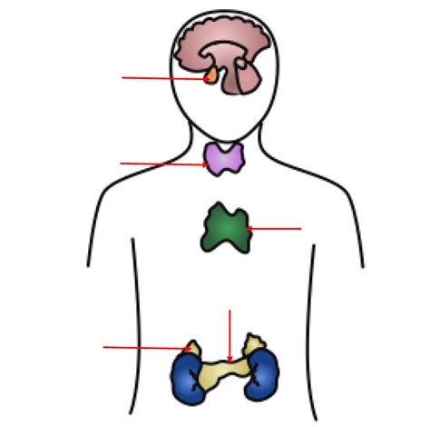 Apologia Human Anatomy And Physiology Lesson Diagram Diagram