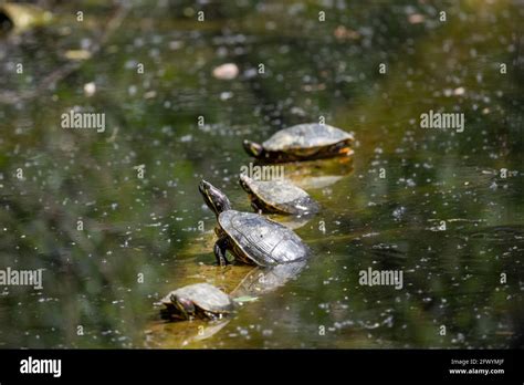 Tortugas de agua en un registro Fotografía de stock Alamy