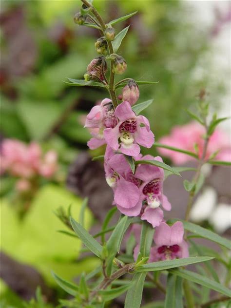 Caracter Sticas E Cultivo Da Angel Nia Angelonia Angustif Lia