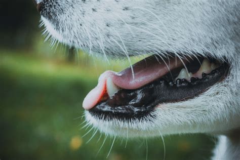 Canine Oral Papilloma Virus 101Falls Village Vet Hospital