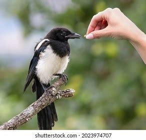 804 Baby magpie Images, Stock Photos & Vectors | Shutterstock