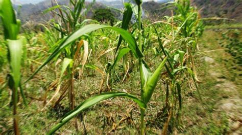 Petani Jagung Dihantui Gagal Panen Sebut Kemarau Terburuk