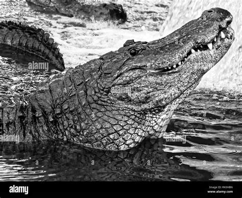 Aligator Gaze From River Black White Stock Photo Alamy