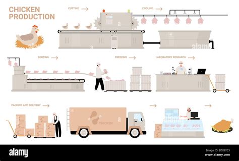 Chicken Production Process Stages Vector Illustration Cartoon