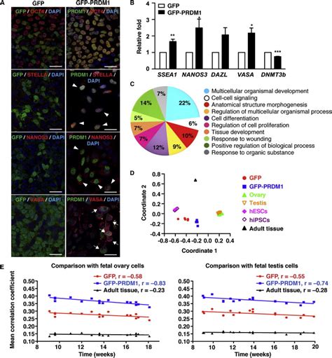 Ectopic Expression Of PRDM1 In HESCs Enhances Embryonic Germ Cell