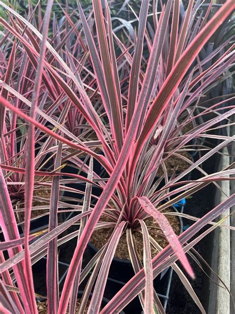 CORDYLINE CHARLIE BOY POT 4L 10327C20Z JARDIPRIX Spécialiste en