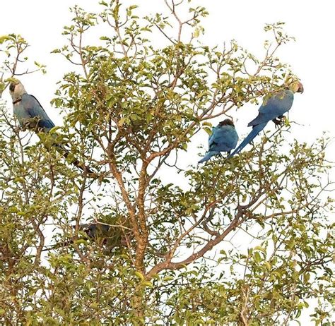 Biodiversidade Brasileira On Twitter As Primeiras Imagens Das